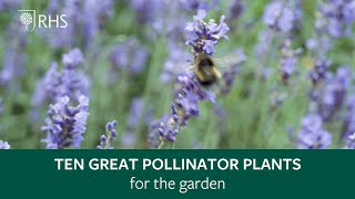 Top 10 plants for pollinators  The RHS [upl. by Nalyd]