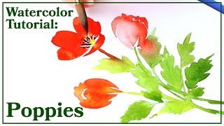 Watercolor Tutorial  How to Paint Poppies [upl. by Orenid264]