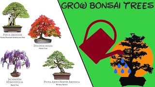 Grow Bonsai Trees from Seed [upl. by Airual45]