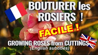 Bouturer un rosier  méthode facile pour débutants Rose cuttings [upl. by Brinson]