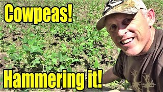 Cotton Candy for Deer How to Plant Iron amp Clay Cowpeas [upl. by Piotr]