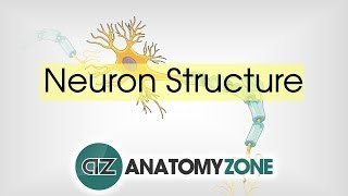 Neuron Structure  Neuroanatomy Basics  Anatomy Tutorial [upl. by Aker450]