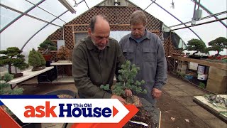 How to Create Bonsai from Regular Trees  Ask This Old House [upl. by Ahsinac]