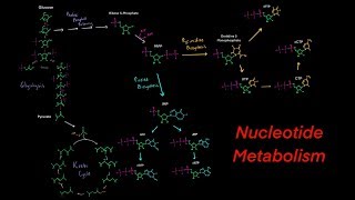 Introduction to Nucleotide Metabolism Biosynthesis and Degredation Purines and Pyrimidines [upl. by Kavanaugh]