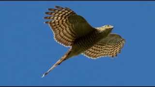 Sparrowhawk Bird Call Bird Song [upl. by Camille]