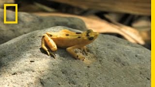 Frogs vs Fungus  National Geographic [upl. by Hauck159]