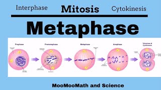 Metaphase Mitotic Stages [upl. by Nnaillek]