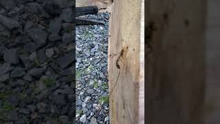 Ichneumon wasp laying eggs in maple log [upl. by Yrian212]