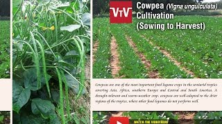 How to cultivate cowpea Vigna unguiculata [upl. by Ardekahs]