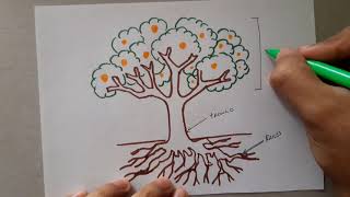 Cómo dibujar un árbol planta y sus partes  How to draw a tree plant and its parts [upl. by Nyrmak]