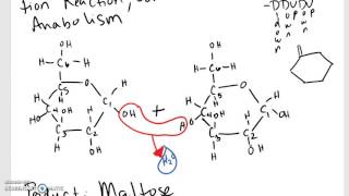 Dehydration Synthesis of Maltose [upl. by Yracaz]