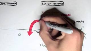 Immunology  Innate Immunity Complement System Overview [upl. by Kristianson]