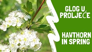 Kako prepoznati glog u proljeće  How to identify hawthorn in spring [upl. by Georgeta]