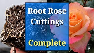 Grow Roses from Cuttings Complete Guide [upl. by Gagne]