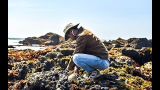 Coastal foraging for beginners EASIEST shellfish to forage  Making RISOTTO [upl. by Treboh]