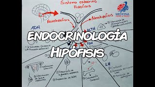 Endocrinología Hipófisis GENERALIDADES [upl. by Jacoba]