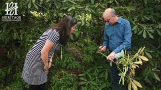 Rhododendron Pruning [upl. by Quennie]