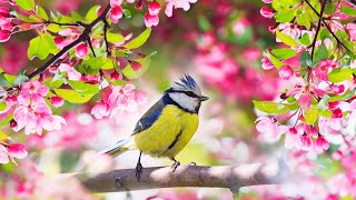 Relaxing Sleep Music Deep Meditation Music Bird sounds  quotSoothing Sounds of Naturequot Tim Janis [upl. by Tenaj]