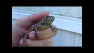 Eastern Fence Lizard [upl. by Reece]