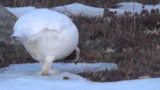 Willow Ptarmigan [upl. by Scornik]