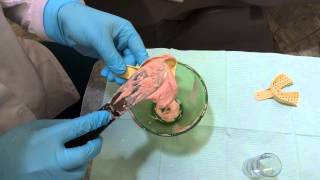 Taking an Awesome Alginate Impression [upl. by Nierman]