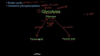 Grade 11 Life Sciences Cellular Respiration [upl. by Fitalludba]