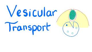 Vesicular Transport  Endocytosis and Exocytosis  Cell Physiology [upl. by Inirt]