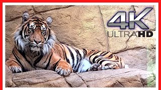 London Zoo Animals  FULL walking tour  Things to do in LONDON  3h40m [upl. by Atsirak]