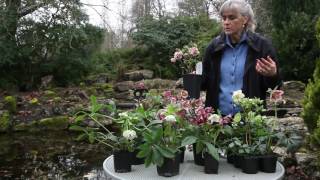 All About Hellebores [upl. by Neved]