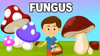 Fungus  Microorganism  Introduction to Fungus  What are Fungi  Biological Classification Fungi [upl. by Nerradal]