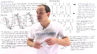 Secondary Structure of Proteins [upl. by Hairas]