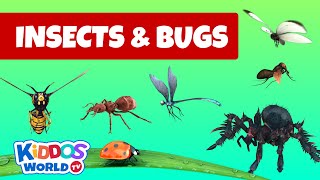 Identifying Arachnida and Insects  Insects and bugs for kids to learn about [upl. by Islek]