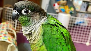 Green Cheek Conure Talking amp Sounds  Talking Parrot [upl. by Pedro]