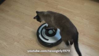 Cat shows HOW TO use iRobot Roomba Vacuum [upl. by Huei657]