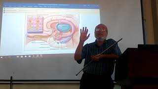 Neuroanatomy 82  Olfactory pathway   by Dr Wahdan [upl. by Deryl]