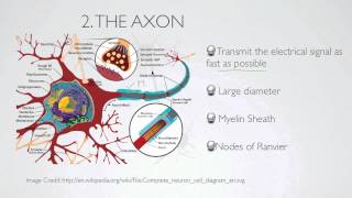 what is the axon [upl. by Einnok]