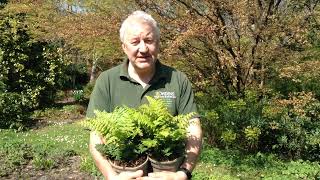 Fern Dryopteris wallichiana Jurassic Gold in Bowdens Gardens [upl. by Jarlath442]