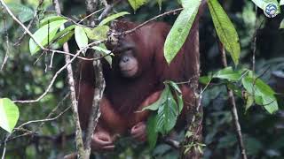 Released orangutans Shila and Pungky spotted in the wild [upl. by Azal]