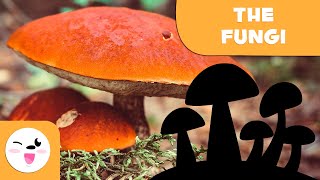 Fungi Types and Examples [upl. by Rosabella946]