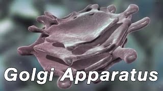 Golgi Apparatus [upl. by Ruhtracam]