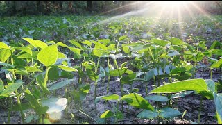 Iron and Clay Cowpeas Food Plot Two Week Update [upl. by Eversole]