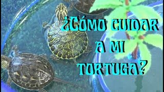 TORTUGAS Cuidados de una tortuga acuática [upl. by Jayson]