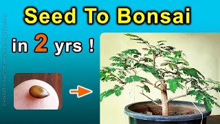 How To Grow Bonsai Trees From Seed  Subtitles Available [upl. by Enairb]