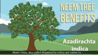 Neem tree benefits Azadirachta indica [upl. by Maury16]