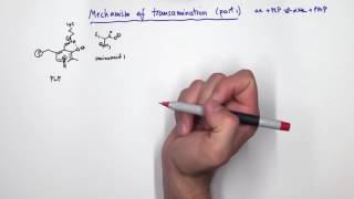 PLP Pyridoxal Phosphate Reactions [upl. by Dugaid]