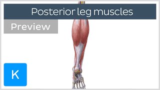 Posterior Leg Muscles Overview preview  Human Anatomy  Kenhub [upl. by Akcemat]