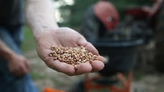 Iron and Clay Cowpeas for Deer Planting Summer Food Plot [upl. by Lowney614]