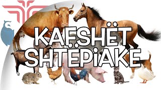 Kafshët shtepiake [upl. by Brindell]