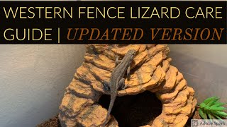 Western Fence Lizard Care Guide  Updated Version [upl. by Elad]