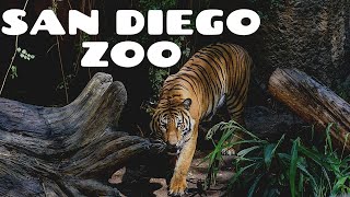 San Diego Zoo  Walking Tour 4K [upl. by Andrus]